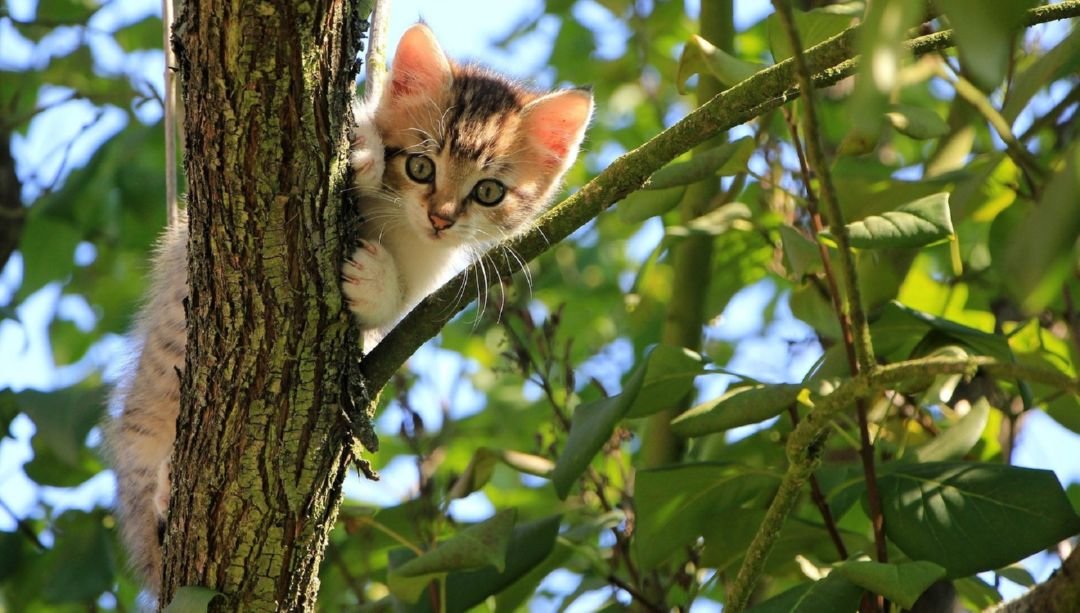 gato curioso 4